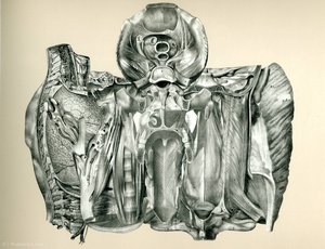 Untitled (891) — Frederick Sommer