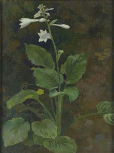 Hosta — Xu Beihong, Contemporary Realism