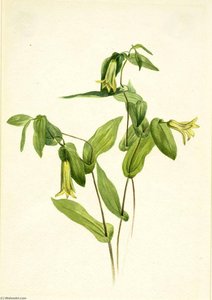 Wood Merrybells (uvularia Perfoliata) — Mary Vaux Walcott