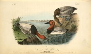 Canvass Back Duck. 1. Male. 2. Female — John James Audubon
