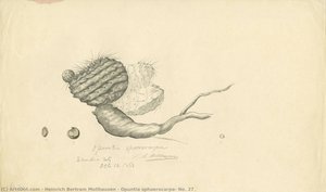 Opuntia Sphaerocarpa, No. 27 — Heinrich Bertram Mollhausen