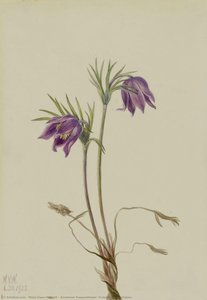 American Pasqueflower (pulsatilla Ludoviciana) — Mary Vaux Walcott, Botanical Illustration