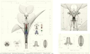 Commelina Communis L. - Front View – Ow — Macoto Murayama