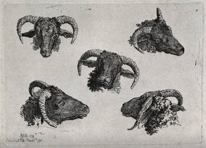 A ram's head