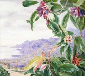 The Clove In Fruit And View Over Mahé, Seychelles — Marianne North