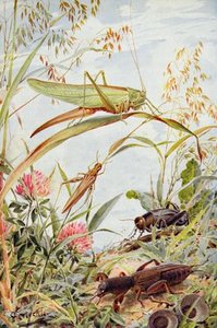 Musical Insects — Louis Fairfax Muckley