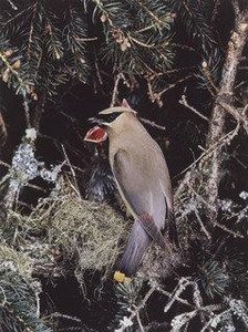 Cedar Waxwing — Eliot Porter