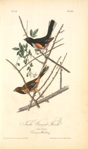 Towhe Ground Finch. 1. Male. 2. Female. (common Blackberry.) — John James Audubon