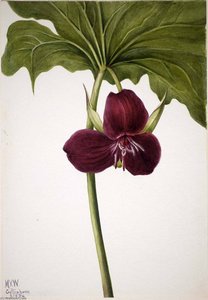 Sweet Trillium (Trillium vasyi)