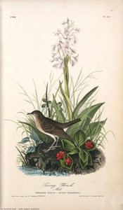 Tawny Thrush . Male. (habenaria Lacera - Cornus Canadensis.) — John James Audubon