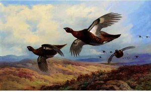 Red Grouse In Flight — Archibald Thorburn