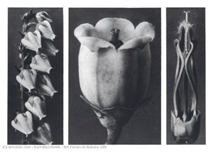 Art Forms In Nature 109 — Karl Blossfeldt, German Expressionism