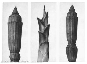 Art Forms In Nature 7 — Karl Blossfeldt