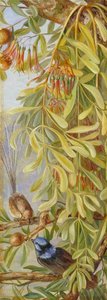 Australian Sandalwood With Mistletoe And Emu Wren, West Australia — Marianne North, Victorian Romanticism