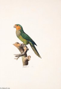 Aratinga Pertinax - (12) — Jacques Barraband