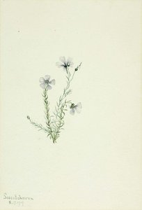 Wild Flax (linum Lewisii) — Mary Morris Vaux Walcott