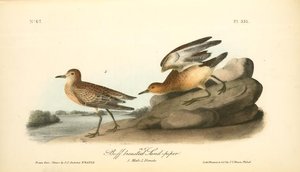 Buff-breasted Sandpiper. 1.male. 2. Female — John James Audubon