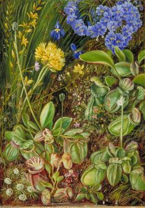 West Australian Plants — Marianne North, Victorian Botanical Art