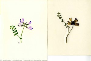 Astragalus Alpinus — Cora Lodencia Veronica Scott