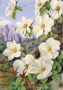 Foliage And Flowers Of The Californian Dogwood, And Humming Birds — Marianne North
