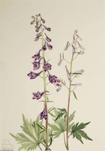 Tall Larkspur (delphinium Elongatum) — Mary Vaux Walcott