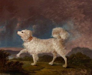 Portrait of a Dog