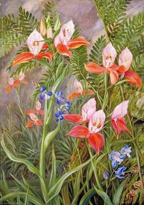 The Glory Of Table Mountain, Cape Of Good Hope — Marianne North