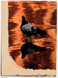 Untitled (photograph Of Pigeon Reflected In Water Taken By Susan Mccartney) — Joseph Cornell