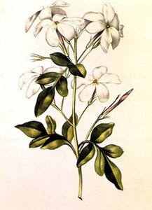 Jasmine — Nicolas Robert