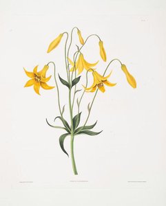 Lilium Canadense — Robert Havell, Hudson River School
