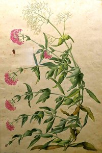 Valerian And Un Insect — Jacopo Ligozzi
