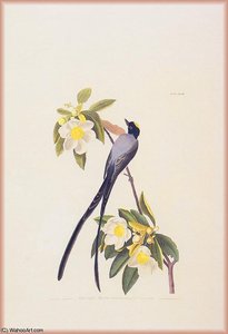 Fly Catcher — John James Audubon