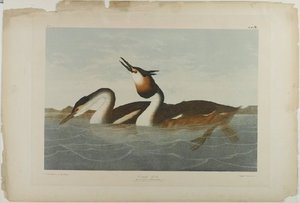 Crested Grebe — John James Audubon
