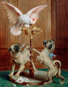 The Disturbed Cockatoo — Carl Reichert