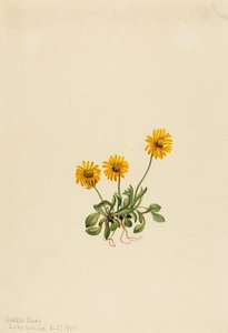 Golden Fleabane (erigeron Aureus) — Mary Morris Vaux Walcott