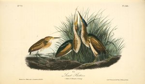 Least Bittern. 1. Male. 2. Female. 3. Young — John James Audubon, Wildlife Painting