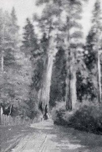 Redwood Forest Two Sentinels , (painting)