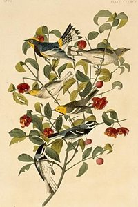Several Species Of Dendroica. — John James Audubon