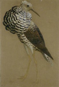 Study Of A Ruff — Sir Edwin Henry Landseer, Academic Realism
