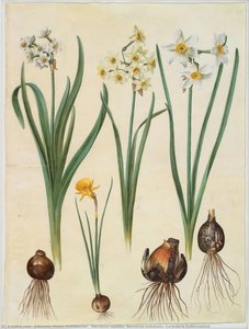 Narcissus Tazetta; Narcissus Orientalis; Corbularia Bulbocodium — Johannes Simon Holtzbecher