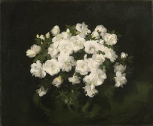 Camelias