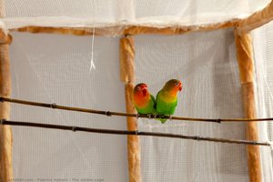 The Edible Cage — Fabrice Hybert