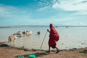 Cattle And The Moran — Vibhor Yadav