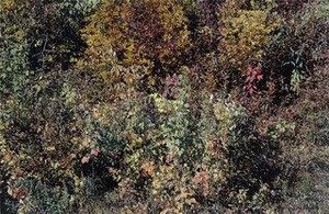 Cape Cod — Harry Callahan