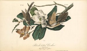 Black-billed Cuckoo. 1. Male. 2. Female. (magnolia Grandiflora) — John James Audubon