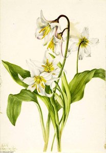 Avalanche Lily (erythronium Montanum) — Mary Morris Vaux Walcott