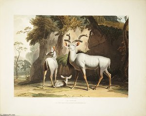 The Koodoo — Samuel Daniell