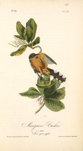 Mangrove Cuckoo. Male. (seven Years Apple.) — John James Audubon