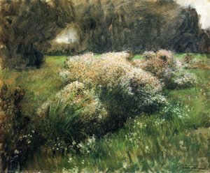 Wild Asters, Study