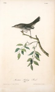 Mountain Mocking Bird. Male — John James Audubon